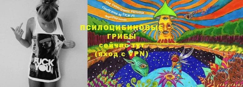 Псилоцибиновые грибы Cubensis  как найти закладки  Красноармейск 