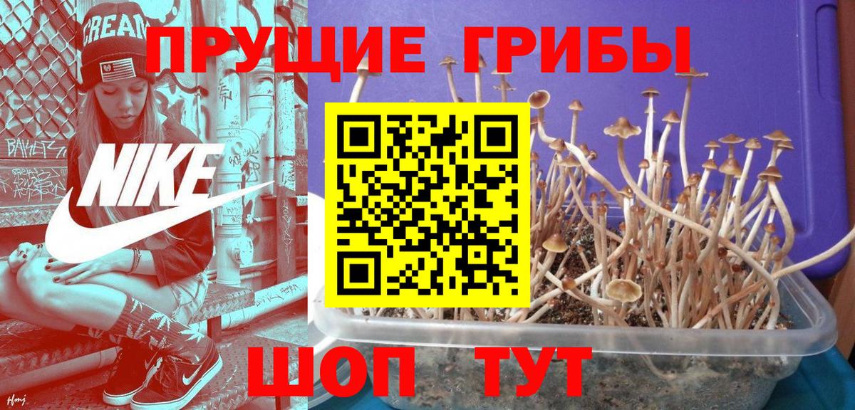 Псилоцибиновые грибы ЛСД  Красноармейск  Псилоцибиновые грибы прущие грибы 